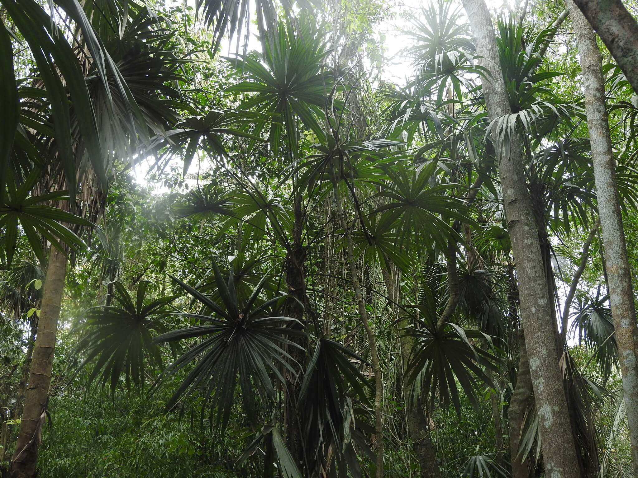 Cryosophila stauracantha